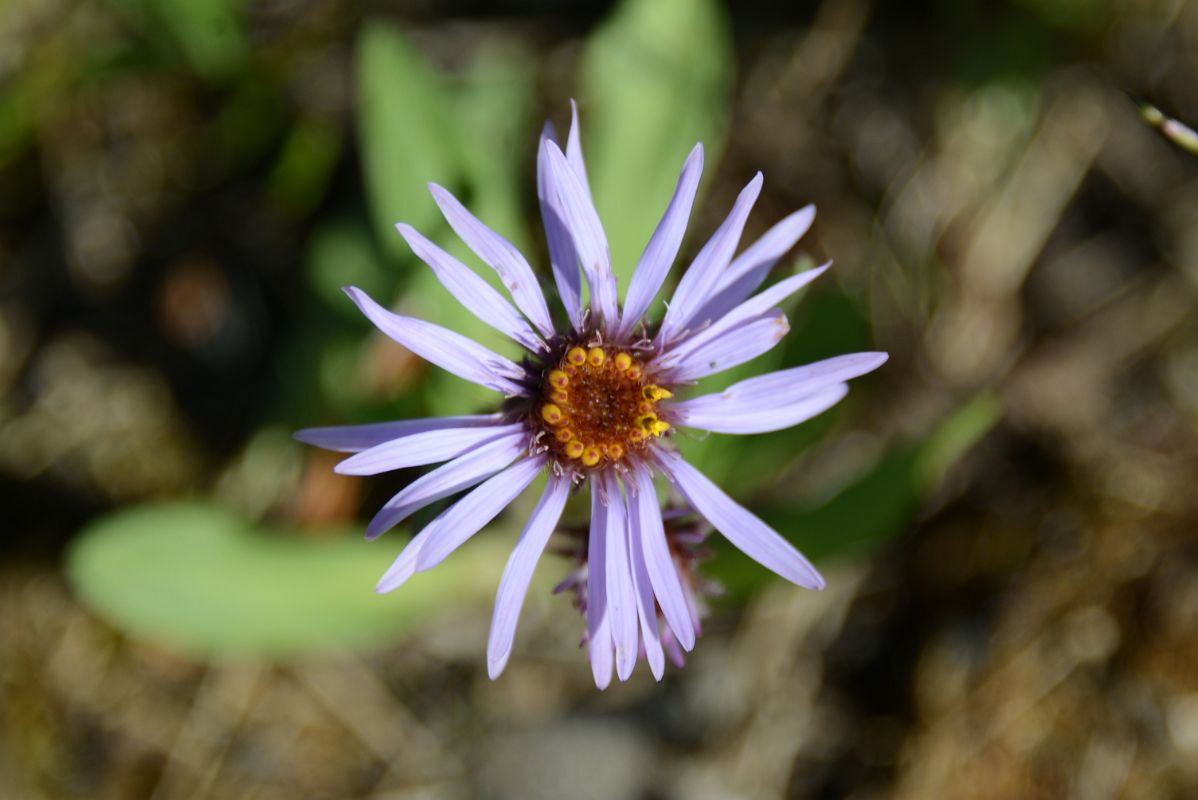 17C Mauve Wildflowers Next To River In The Richardson Mountains On The Side Of The Dempster Highway On Day Tour From Inuvik To Arctic Circle